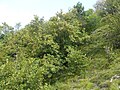 Sorbus isenacensis Thüringen