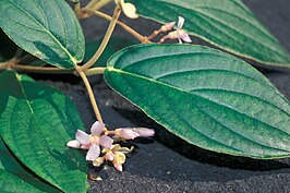 Medinilla venosa