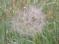 Vrucht van gele morgenster (Tragopogon pratensis subsp. pratensis)