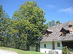 Sommerlinde (Tilia platyphyllos)