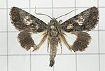 Aedia leucomelas – Specimen