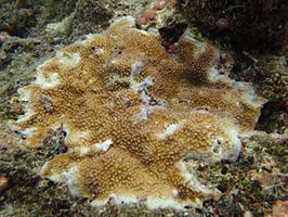 Acropora palmerae