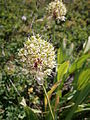 Allium victorialis