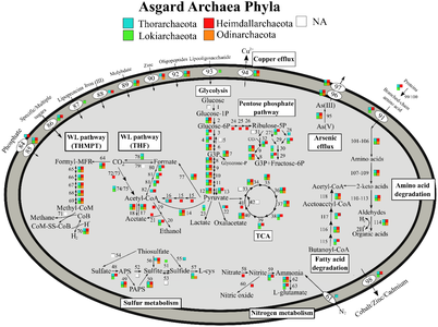 Stoffwechselwege der Asgard-Archaeen für einige der Phyla[27]