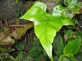 Asplenium hemionitis