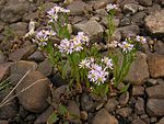 Aster tripolium