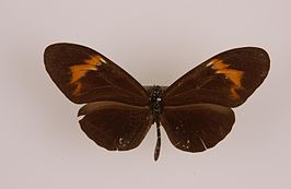 Heliconius rubellius