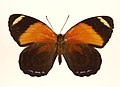 Astarte eighty-eight, C. astarte, upperside