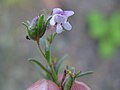 Flower of Chaenorhinum minus in Germany