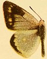 Male