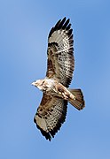 buzzard