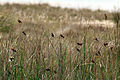 Flock at iSimangaliso Wetland Park, KwaZulu Natal, South Africa