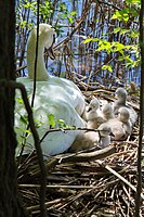 Cygnets captured one day after they hatched. Newburgh Lake, Livonia, Michigan, U.S.