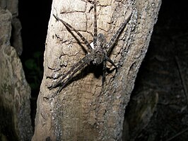 Dolomedes okefinokensis