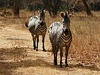 Zebra's bij Chilanga, Zambia