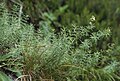 Fényes galaj (Galium lucidum)