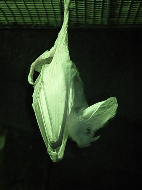 Australische Gespensterfledermaus