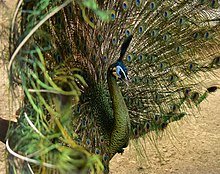 Java peacock (pavo muticus)