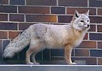 Steppenfuchs, Aufnahme aus dem Zoo Berlin