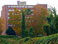 Kudzu downtown