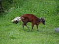 little red brocket