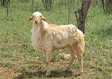 Tall, long-legged sheep