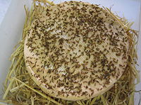 Τυρί Μούνστερ (Munster), πασπαλισμένο με σπόρους κύμινου.