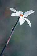 Blüte von Narcissus serotinus