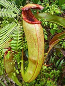 Nepenthes bokorensis; Kambodża