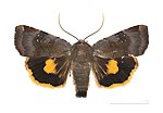 Noctua janthina – Specimen