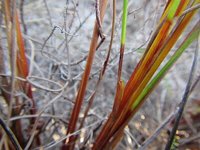 Base of flowering stems