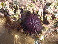 Schild-Seeigel (Colobocentrotus atratus)