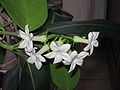 Stephanotis floribunda