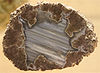 A cross section of a rock-like structure, with white coloring in a triangle shape on the inside and pink and light brown coloring on the outside.