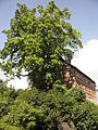 Tulpenbaum beim Forsthaus