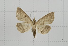 Gesonia inscitia