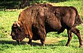 Avrupa bizonu, Bison bonasus Linnaeus, 1758