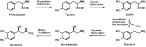 Biosinteza adrenalinei.