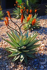 Aloe ferox, een bladsucculent