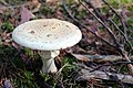 !!!Amanita phalloides!!!