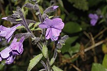 A purple flower of Bonplandia geminiflora