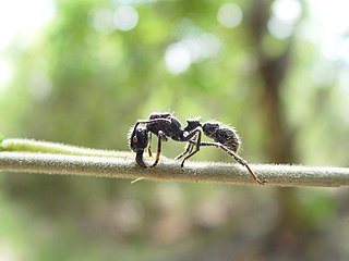 The pain caused by the string of the bullet ant (Paraponera clavata) is purported to be greater than that of any other hymenopteran, and is ranked as the most painful according to the Schmidt Sting Pain Index, given a "4+" rating