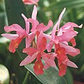 Cattleya guatemalensis