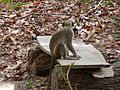 Grüne Meerkatzen Green Monkey