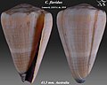 Conus flavidus Lamarck, J.B.P.A. de, 1810