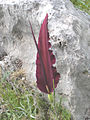 Dracunculus vulgaris torzsavirágzata