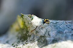 Fungus-eating ladybird eating powdery mildew on zucchini leaf