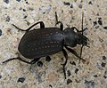 Goudpuntpoppenrover (Calosoma auropunctatum)