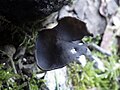 Helvella ephippium