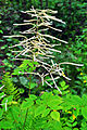 Wald-Geißbart (Aruncus dioicus)